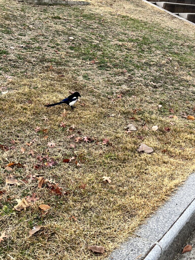 汝矣島漢江公園で散歩中に見つけた鳥