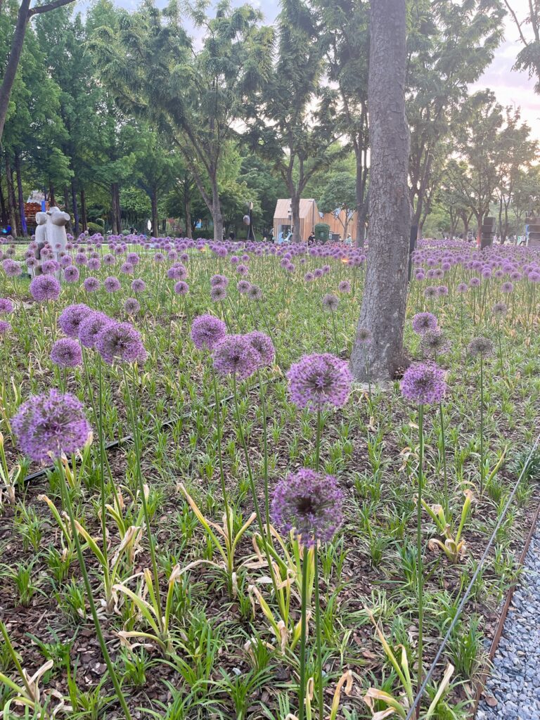 ソウルの森 たくさんのガーデンがあり、植物鑑賞もできます🐾
